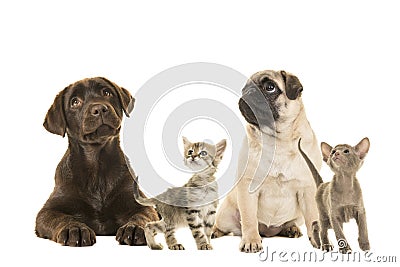 Dogs en young cats looking up Stock Photo