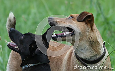 Dogs / Expecting Cookie Stock Photo