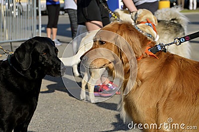 Dogs eye each other before a race Stock Photo