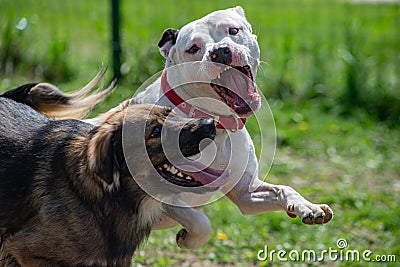 Dogs Fighting Playing Teeth White Pitbull Attack Stock Photo
