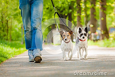 Dogs going for a walk Stock Photo