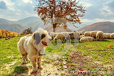 Dogs guard the sheep on the mountain pasture Stock Photo