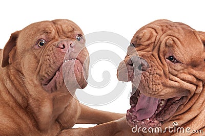 Dogs are having fun Stock Photo