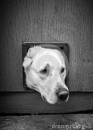 Dogs head through cat flap - black & white Stock Photo