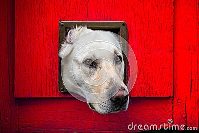 Dog with head through cat flap against red wooden door Stock Photo