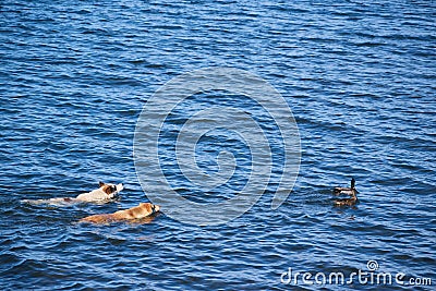Dogs hunting ducks, swimming on water Stock Photo