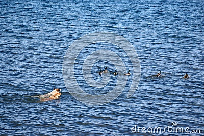 Dogs hunting ducks, swimming on water Stock Photo