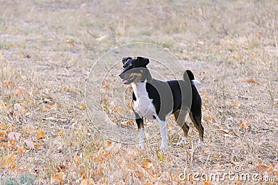 Dogs of the Jack Russell Terrier breed on an autumn background Stock Photo