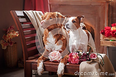 Dogs Jack Russell Terrier and Dog Nova Scotia Duck Tolling Retriever portrait dog lying on a chair in the studio Stock Photo