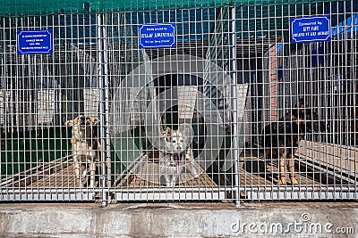 Dogs Kennel Cages Waiting Owners Editorial Stock Photo