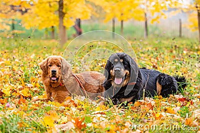 Dogs lie in the autumn forest. Focus on the black dog. Stock Photo