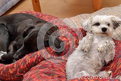 Dogs lie relaxed in the dog bed Stock Photo