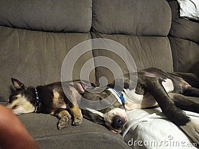 Dogs Lights out Stock Photo