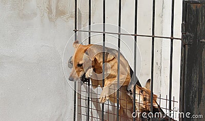 Animal abuse Stock Photo
