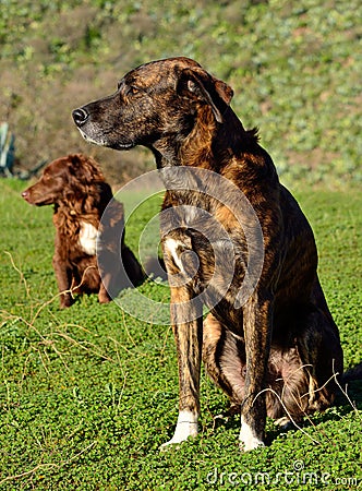 Dogs looking attentively Stock Photo