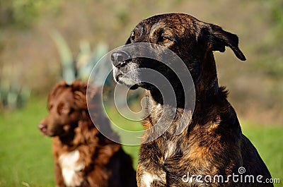 Dogs looking attentively Stock Photo