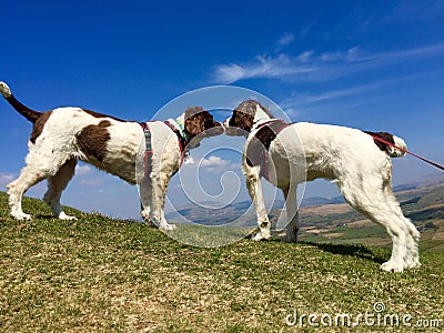 Dogs meeting Stock Photo