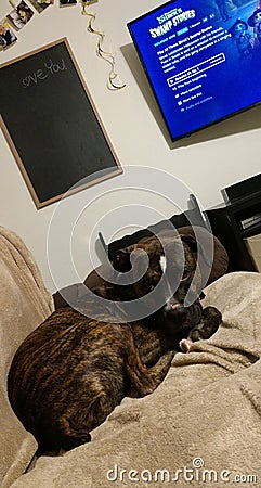 A dogs most comfortable life Editorial Stock Photo