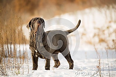 Dogs Neapolitan mastiff Stock Photo