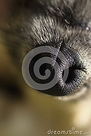 Dogs nose Stock Photo