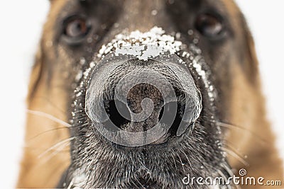 Dogs nose close up. Snowflakes on the german shepherds nose. Stock Photo