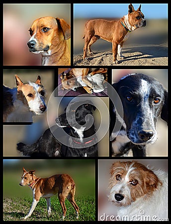 Dogs patchwork Stock Photo