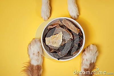 Dogs paws circle a bowl of treats against a vibrant yellow backdrop Stock Photo