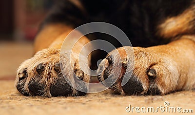 Dogs paws Stock Photo