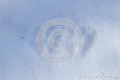 Dogs paws prints Stock Photo