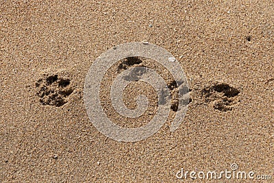 Dogs Paws In The Sand Stock Photo