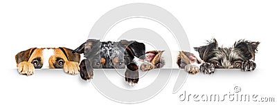 Dogs Peeking Eyes and Paws Over White Web Banner Stock Photo