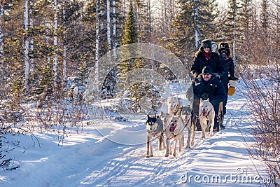 Dogs and people look happy on a dogsled ride through the forest. Editorial Stock Photo