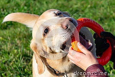 Dogs play with ball and ring. Labrador. Stock Photo