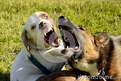 Dogs play with each other. Stock Photo