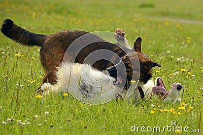 Dogs play with each other. Young Australian Shepherd Dog. Aussie. Merry fuss puppies. Aggressive dog. Training of dogs. Puppies e Stock Photo