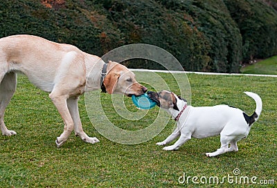 Dogs play on a green grass Stock Photo