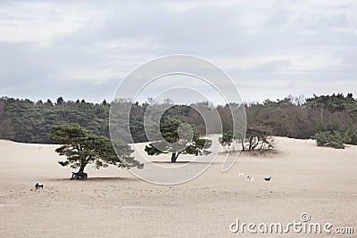 Dogs play on sand of lange duinen in Soest Stock Photo