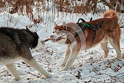 Dogs play with a stick, Stock Photo