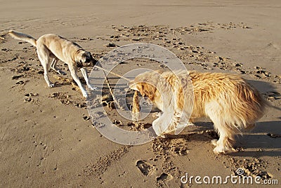 Dogs playing Stock Photo