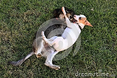 Dogs playing attack in the garden Stock Photo