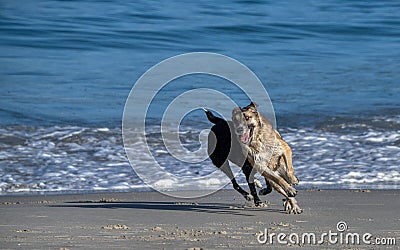 Dogs Playing at the Beach. Jump for the Ball Stock Photo