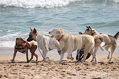 Dogs Playing at the Beach Stock Photo