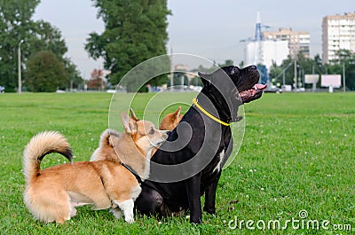 Dogs are playing with each other. How to protect your dogs from overheating. Stock Photo