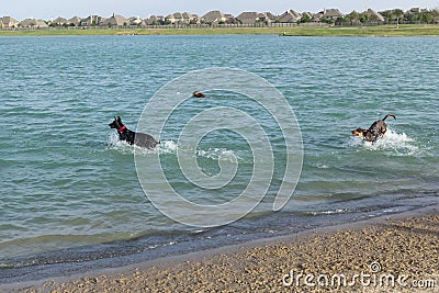 Dogs playing and fetching in water beyond dog park beach Stock Photo