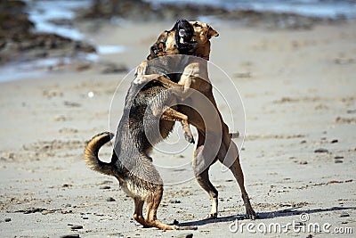 Dogs Playing Rough Stock Photo