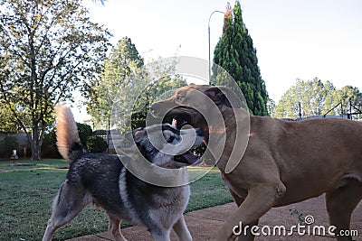 Dogs Playing Rough Stock Photo