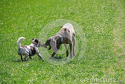 Dogs playing with the stick Stock Photo