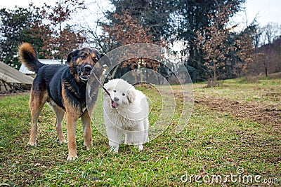 Dogs playing Stock Photo