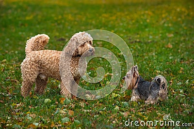 Dogs poodle and Yorkshire Terrier playing in autumn park, pets portrait in nature Stock Photo