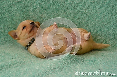 Dogs 00013 Stock Photo